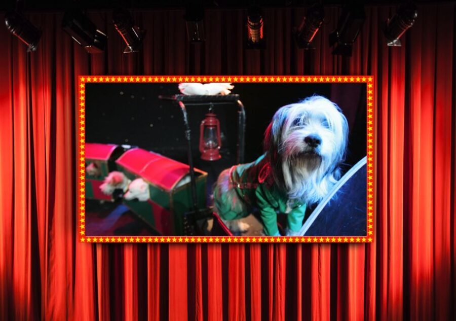 75-Minute Popovich Comedy Pet Theater in Las Vegas - The Practical Side: What You Need to Know