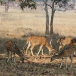 8 Days Private Golden Triangle Tour With Ranthambore - Transport and Comfort