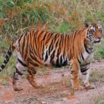 8 Days Private Golden Triangle Tour with Ranthambore Tiger Safari - What Makes This Tour Stand Out?