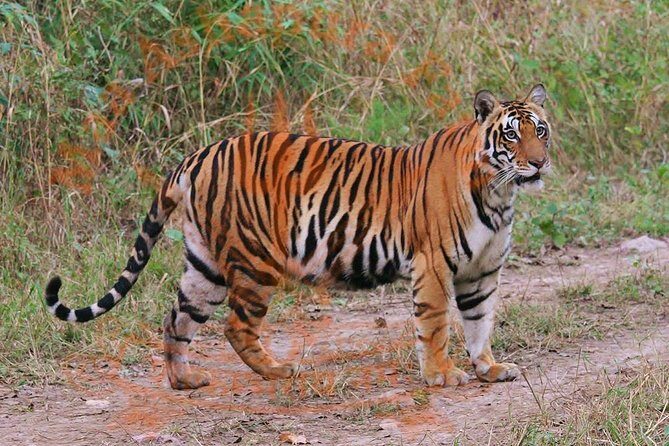 8 Days Private Golden Triangle Tour with Ranthambore Tiger Safari - What Makes This Tour Stand Out?