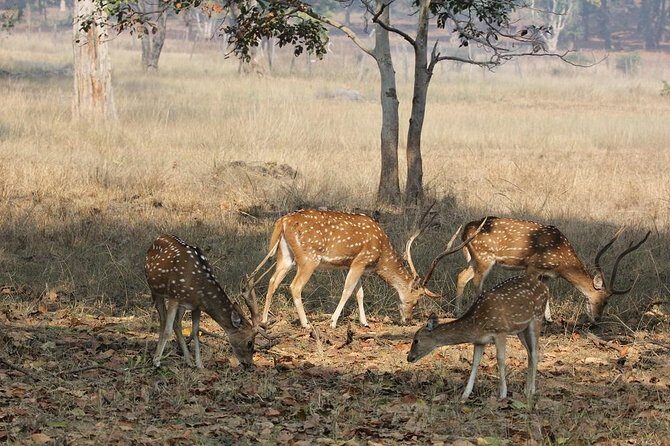8 Days Private Golden Triangle Tour With Ranthambore - Transport and Comfort