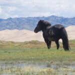 8 Days Tour: Gobi Desert And Kharkhorin - Itinerary Breakdown: What to Expect Each Day