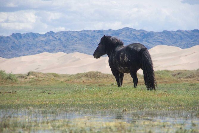 8 Days Tour: Gobi Desert And Kharkhorin - Itinerary Breakdown: What to Expect Each Day