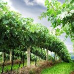 8 Hour Private Tour in Wine Country from San Francisco - Analyzing Value and Cost
