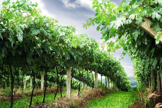 8 Hour Private Tour in Wine Country from San Francisco - Analyzing Value and Cost
