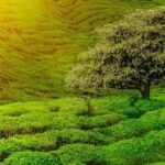 9 Days Lifetime Experience in Sri Lanka - The Highlights of the 9-Day tour