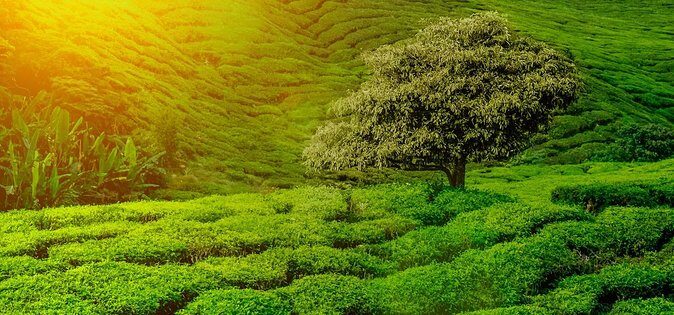 9 Days Lifetime Experience in Sri Lanka - The Highlights of the 9-Day tour