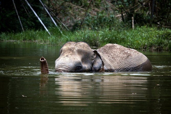 A Morning with the Elephants at Phuket Elephant Sanctuary - Who Is This Tour For?