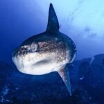 Advanced Open Water Course - Advanced Certification in Lembongan (next to Bali) - Final Thoughts on Value and Suitability