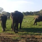 Adventure trincomalee to sigiriya and wild safari ,village tour - The Pidurangala Hike