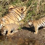 Adventures Ranthambore Wildlife Safari Tour from Delhi with Safari Rides - Day 2: Wildlife Safaris & Spotting Tiger Signatures