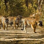 Adventures Ranthambore Wildlife Safari Tour from Delhi with Safari Rides - Transportation and Logistics