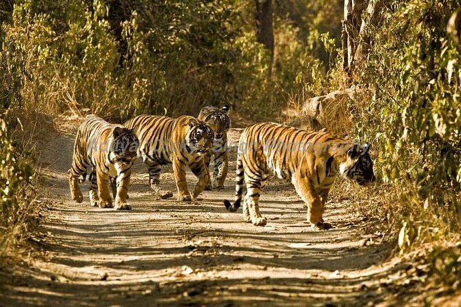 Adventures Ranthambore Wildlife Safari Tour from Delhi with Safari Rides - Transportation and Logistics
