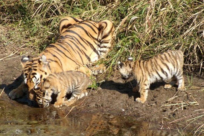 Adventures Ranthambore Wildlife Safari Tour from Delhi with Safari Rides - Day 2: Wildlife Safaris & Spotting Tiger Signatures