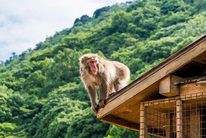 Afternoon Arashiyama Bamboo Forest & Monkey Park Kyoto Bike Tour - Authentic Experiences & Hidden Gems