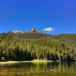 Alaska Bears and Silver Bay Homestead - Transport and Group Dynamics