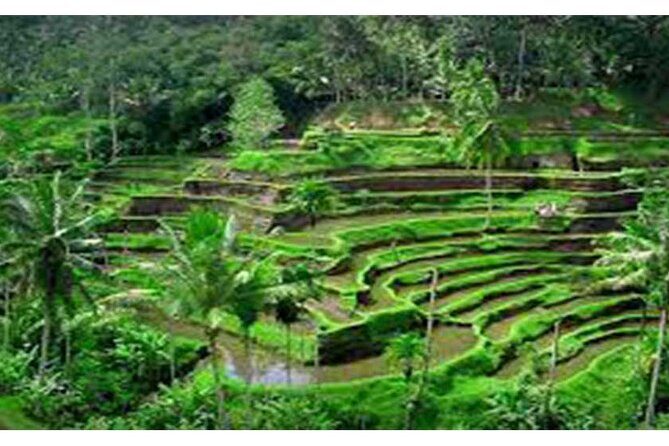 Aling-Aling and Banyumala Waterfall-Bedugul-JatiLuwih GreenLand - Practical Details: What to Expect