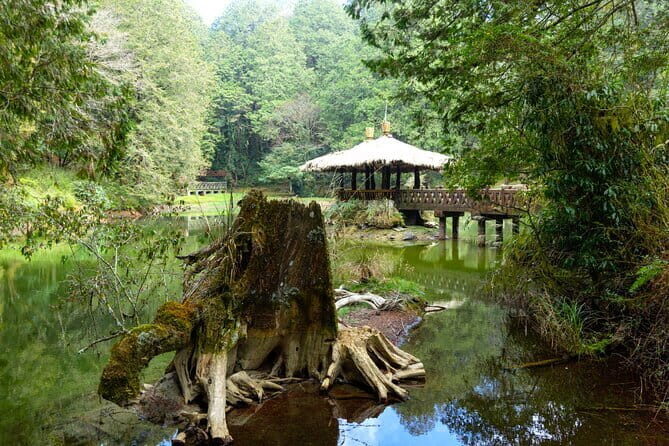 Alishan Join In Day Tour from Taichung (Incl. Park Entrance) - Practicalities and Tips