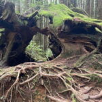 Alishan One Day Tour from Taichung - Detailed Breakdown of the Tour Experience