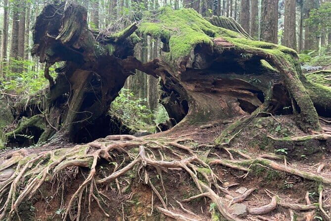 Alishan One Day Tour from Taichung - Detailed Breakdown of the Tour Experience