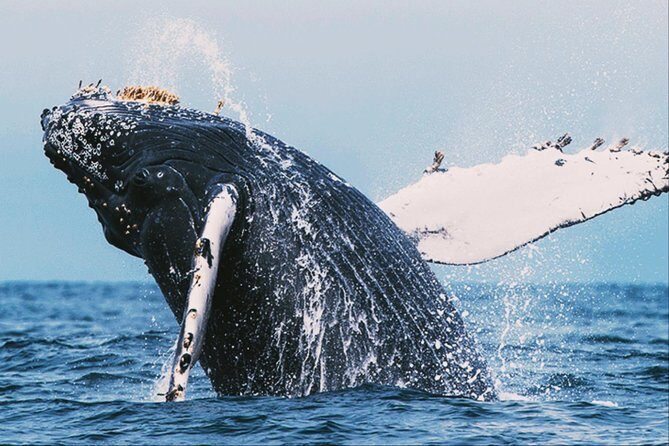All in one Sri lanka 7nights 8 days for couple price - Who Is This Tour Best For?