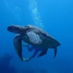 All Inclusive Bali Scuba Diving at Tulamben with Lunch -Transport - What to Expect on This Bali Dive Tour