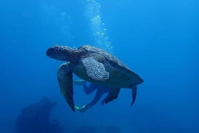 All Inclusive Bali Scuba Diving at Tulamben with Lunch -Transport - What to Expect on This Bali Dive Tour