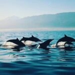 All inclusive Lovina Dolphins Sunrise tour, Waterfall & Temple - Who It’s Best For