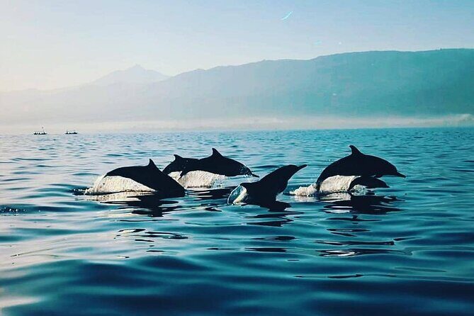 All inclusive Lovina Dolphins Sunrise tour, Waterfall & Temple - Who It’s Best For