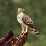 All Inclusive Private day tour to Wipattu National Park From Negombo - The Sum Up