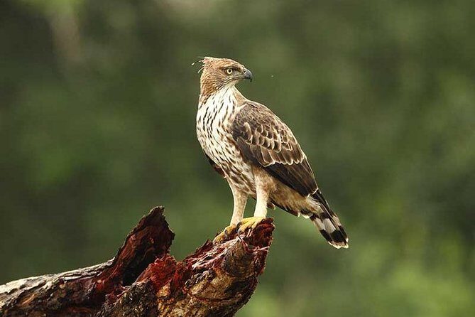All Inclusive Private day tour to Wipattu National Park From Negombo - The Sum Up