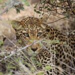 All Inclusive Private Full Day Safari in Yala National Park with Lunch - Exploring the Safari Experience: What You Can Expect