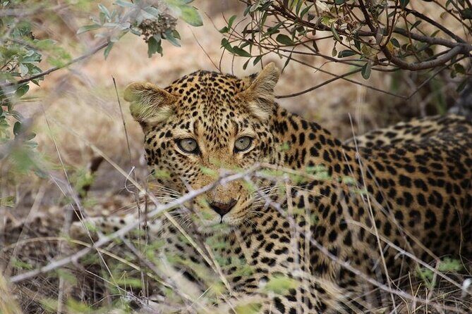 All Inclusive Private Full Day Safari in Yala National Park with Lunch - Exploring the Safari Experience: What You Can Expect