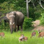 All inclusive Private jeep safari at Yala National park - Experience Duration, Transport, and Logistics