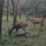 All inclusive Private safari at Wilpattu National park from Negombo - FAQs