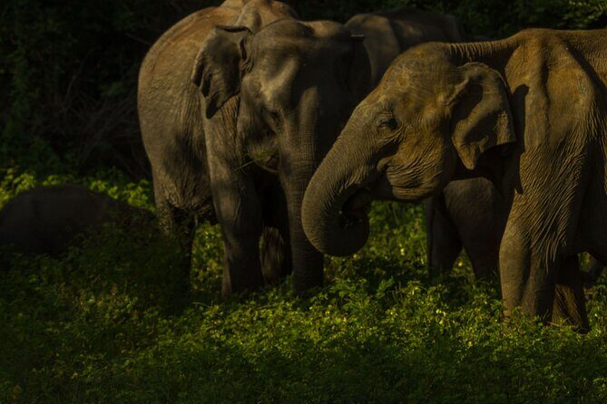 All Inclusive Private Safari in Minneriya National Park - Who Will Love This Safari?