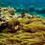 All Inclusive Snorkeling at Blue Lagoon with Lunch - Authentic Insights from Reviews