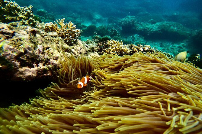 All Inclusive Snorkeling at Blue Lagoon with Lunch - Authentic Insights from Reviews