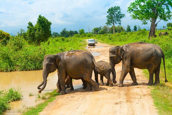 All Inclusive Udawalawa National Park Day Tour from Colombo - FAQ