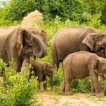 All Inclusive Udawalawa National Park Day Tour From Negombo - FAQ