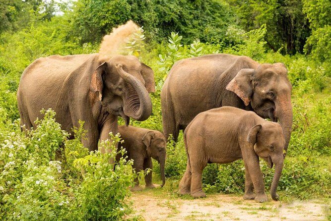 All Inclusive Udawalawa National Park Day Tour From Negombo - FAQ