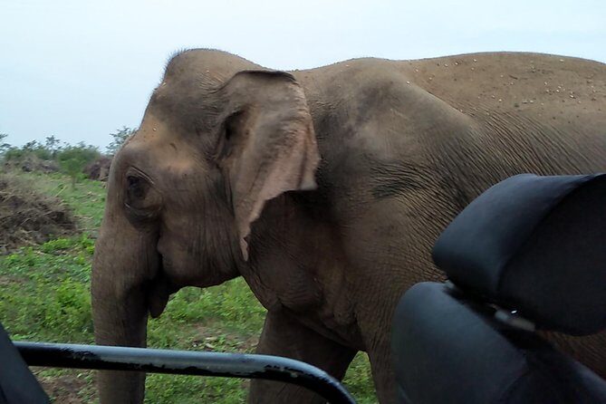 All Inclusive Udawalawe National Park Safari Day Tour from Colombo and Negombo - Who Will Love This Tour?