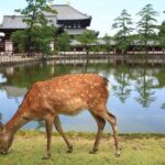 All must-sees in 3 hours - Nara Park Classic Tour! From JR Nara! - Who is this tour best for?