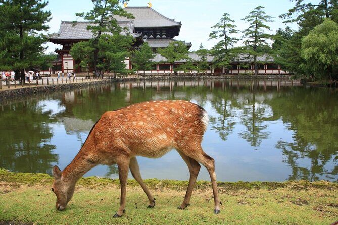 All must-sees in 3 hours - Nara Park Classic Tour! From JR Nara! - Who is this tour best for?
