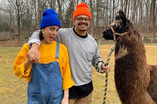 Alpaca and Llama Encounter with Guided Walk - Why This Tour Stands Out