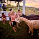 Alpaca Farm Experience on the Road to Hana - What to Expect from the Alpaca Farm Experience