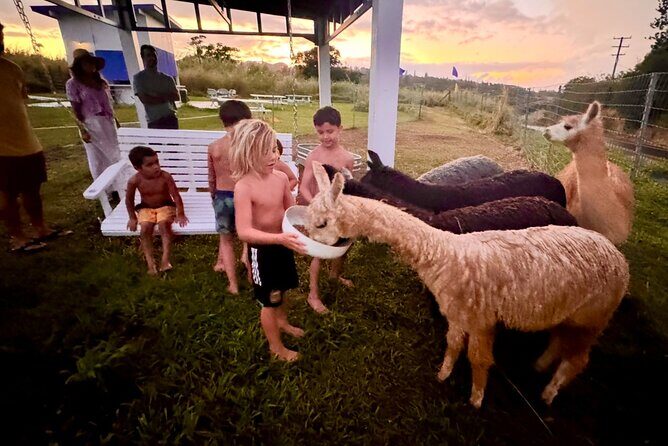 Alpaca Farm Experience on the Road to Hana - What to Expect from the Alpaca Farm Experience