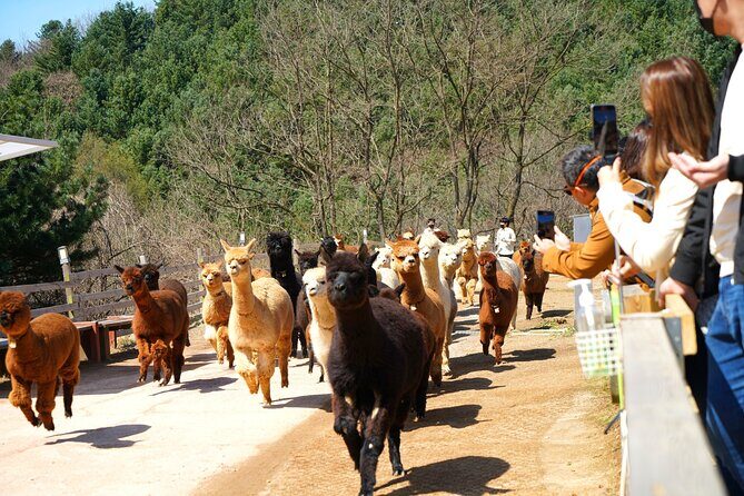 Alpaca World, Railbike and Vivaldi Park Experiences from Seoul - The Full-Day Experience: What to Expect