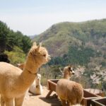 Alpaca World Tour with Nami Island & opt Railbike or Garden/Park - Final Words