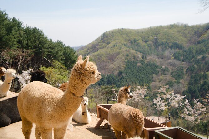 Alpaca World Tour with Nami Island & opt Railbike or Garden/Park - Final Words